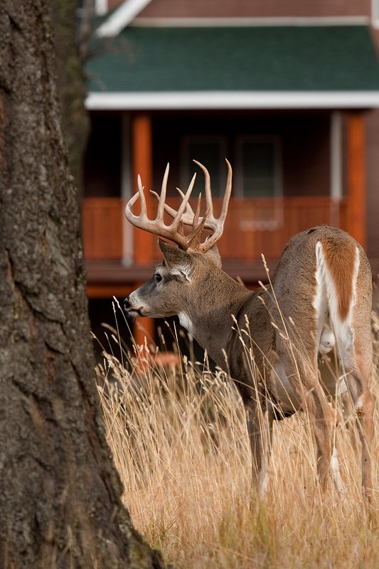 TC-Urban Whitetails-D01085-00010.jpg :: 12 pt Trophy Class Whitetail Buck standing in an urban neighborhood with a house behind him