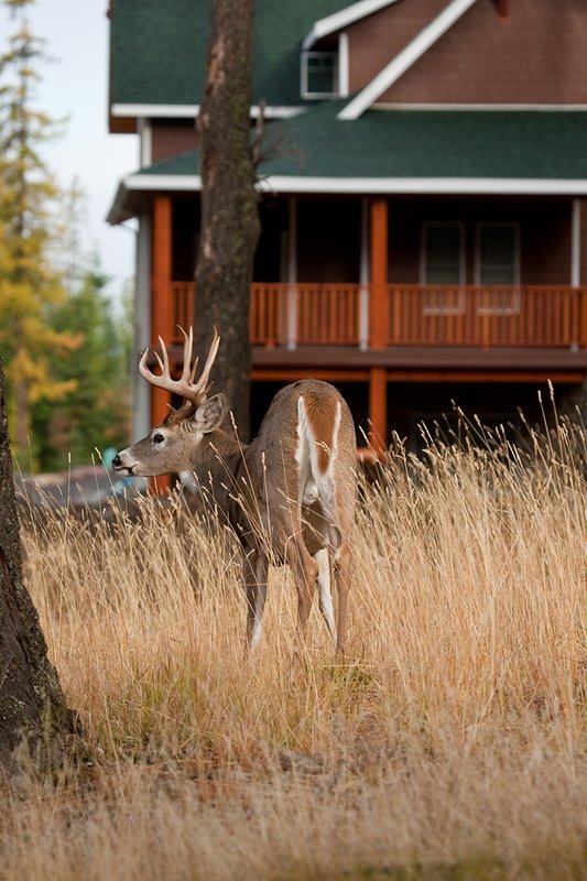 TC-Urban Whitetails-D01085-00011.jpg :: 12 pt Trophy Class Whitetail Buck standing in an urban neighborhood with a house behind him