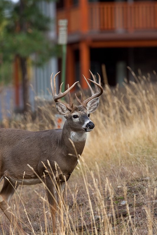 TC-Urban Whitetails-D01085-00015.jpg :: 13 Pt Whitetail buck standing in front of a house in an urban area