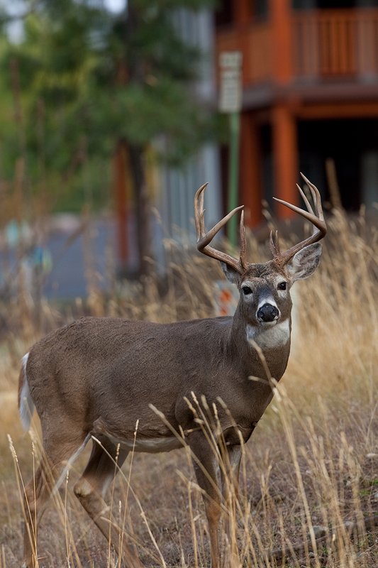 TC-Urban Whitetails-D01085-00017.jpg :: 13 Pt Whitetail buck standing in front of a house in an urban area