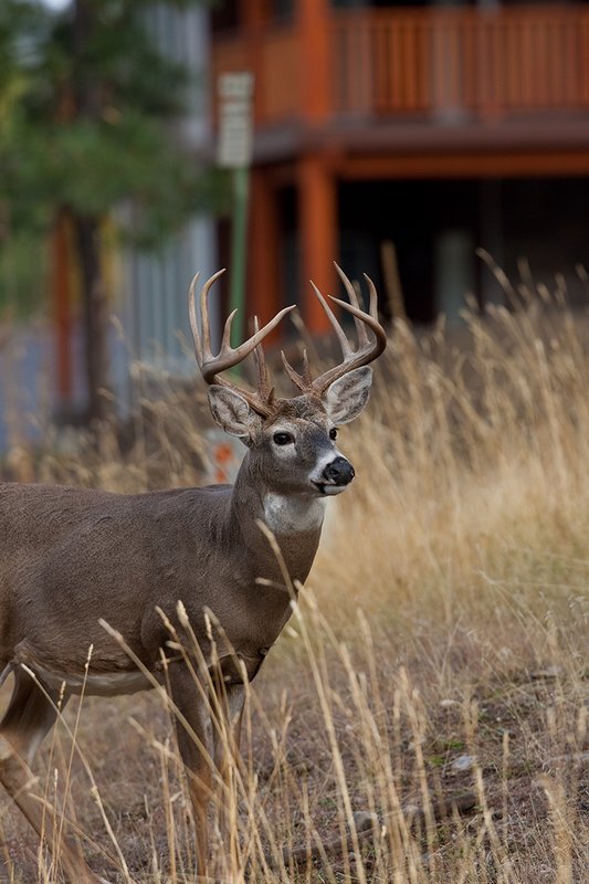 TC-Urban Whitetails-D01085-00020.jpg :: 13 Pt Whitetail buck standing in front of a house in an urban area