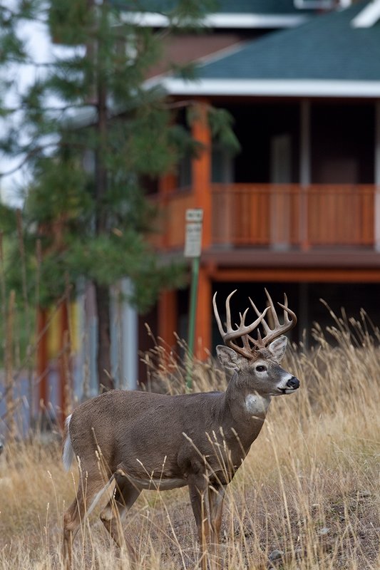 TC-Urban Whitetails-D01085-00021.jpg :: 13 Pt Whitetail buck standing in front of a house in an urban area