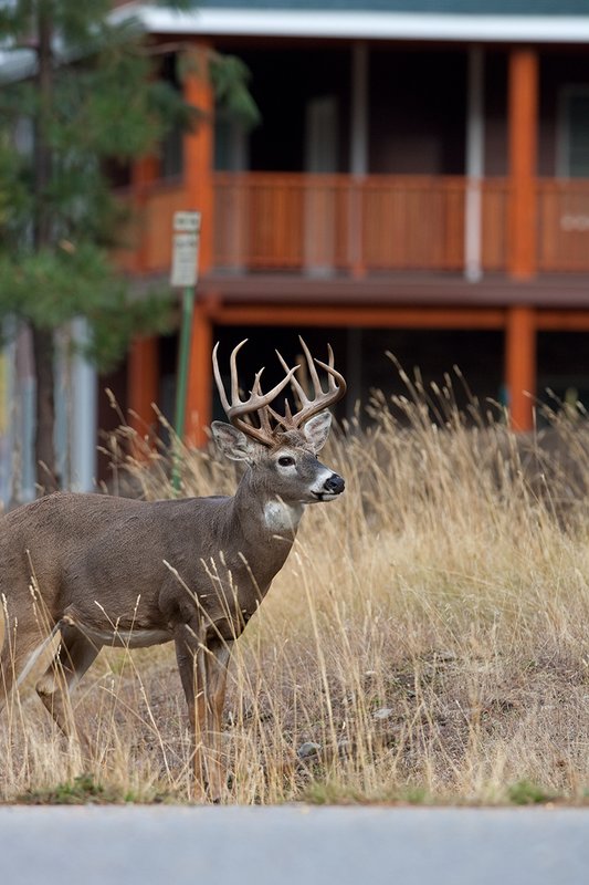 TC-Urban Whitetails-D01085-00024.jpg :: 13 Pt Whitetail buck standing in front of a house in an urban area