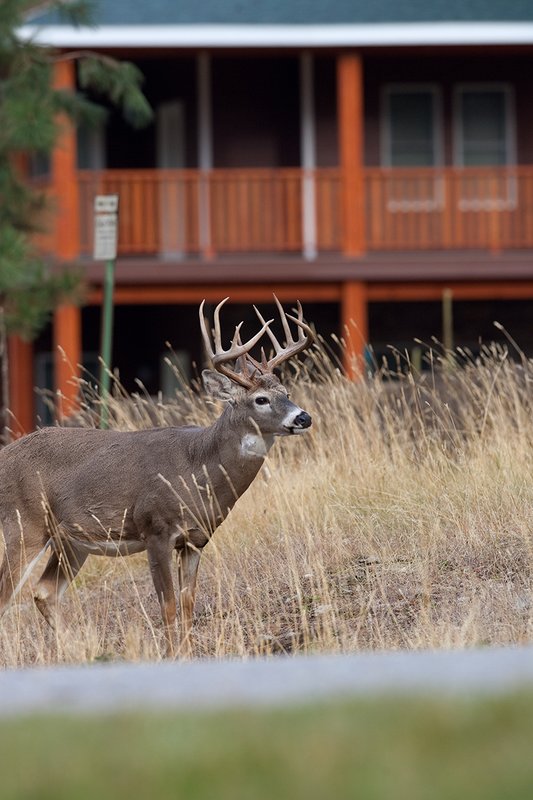 TC-Urban Whitetails-D01085-00027.jpg :: 13 Pt Whitetail buck standing in front of a house in an urban area