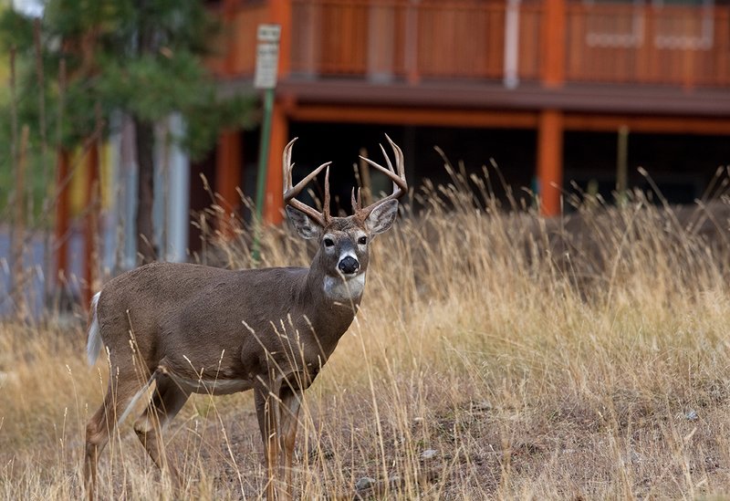 TC-Urban Whitetails-D01085-00031.jpg :: 13 Pt Whitetail buck standing in front of a house in an urban area