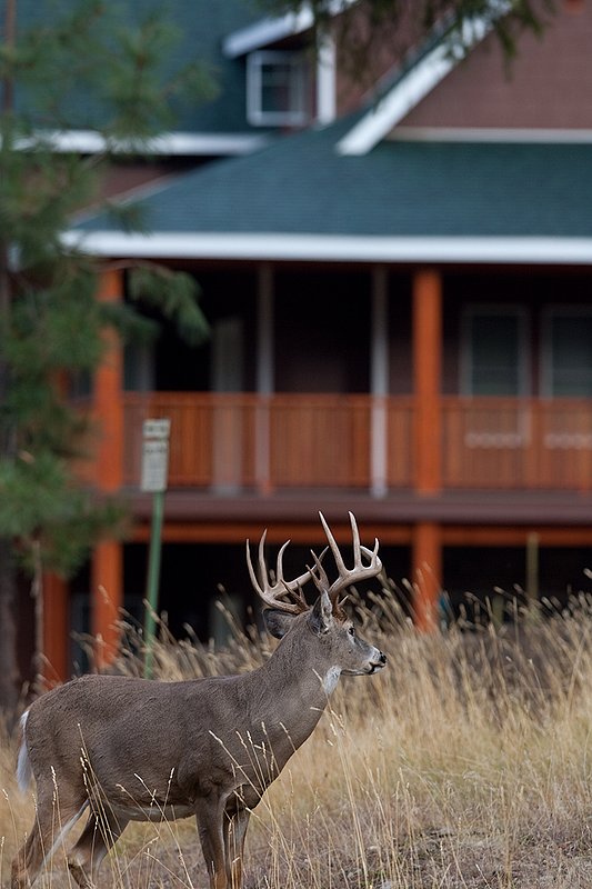 TC-Urban Whitetails-D01085-00032.jpg :: 13 Pt Whitetail buck standing in front of a house in an urban area