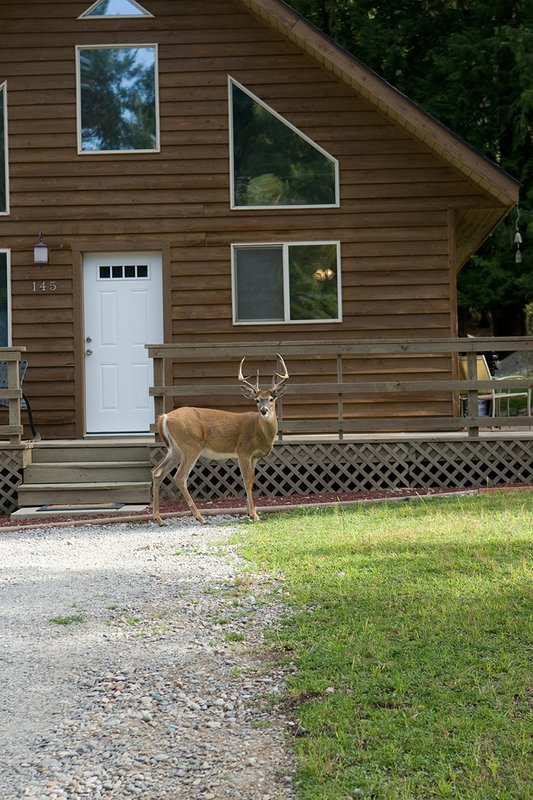 TC-Urban Whitetails-D01085-00033.jpg