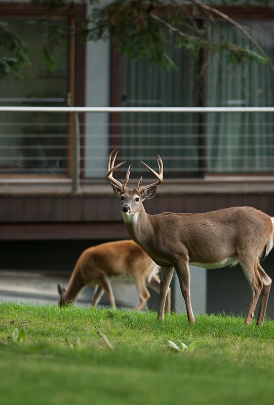 TC-Urban Whitetails-D01085-00034.jpg