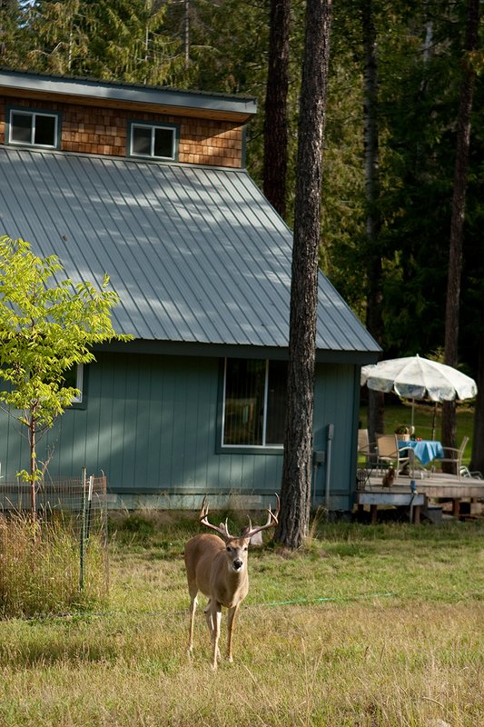 TC-Urban Whitetails-D01085-00038.jpg