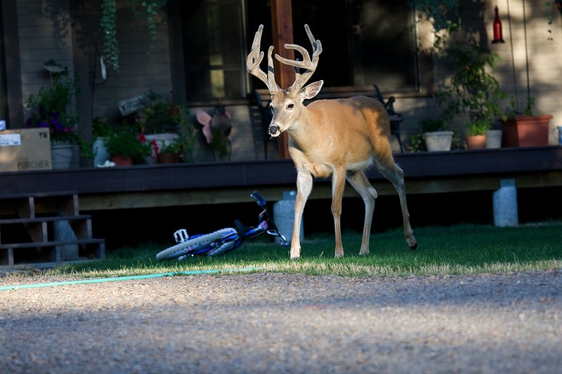 TC-Urban Whitetails-D01085-00039.jpg :: 11PT Trophy Class Nontypical Whitetail Buck walking in front the front porch of a home with bike laying on the front lawn