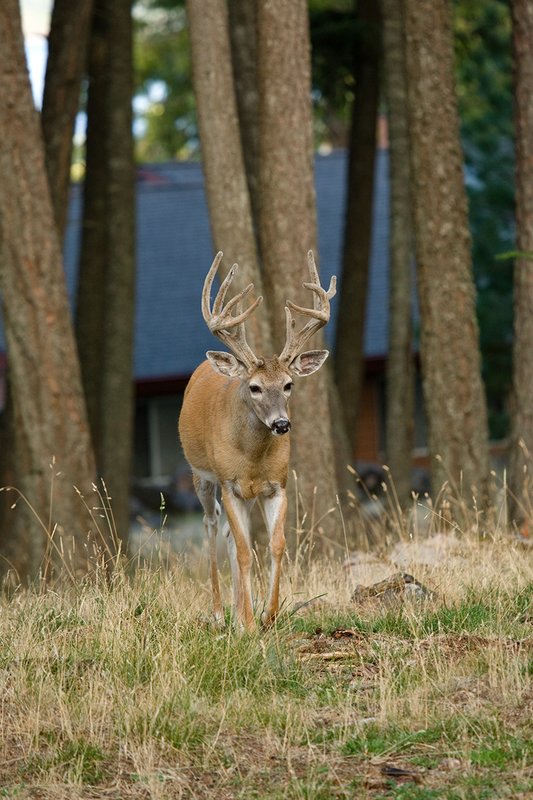 TC-Urban Whitetails-D01085-00041.jpg :: 11PT Trophy Class Nontypical Whitetail Buck walking up hill from the front of a house in open timber