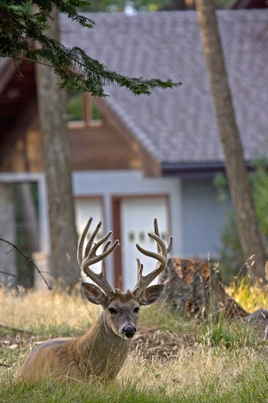 TC-Urban Whitetails-D01085-00045.jpg :: 11PT Trophy Class Nontypical Whitetail Buck bedded up hill from the front of a house in open timber