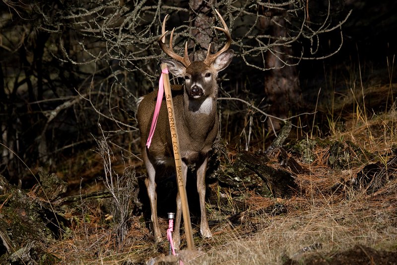 TC-Urban Whitetails-D01085-00053.jpg :: 8PT Whitetail Buck standing by survey marker for a housing development
