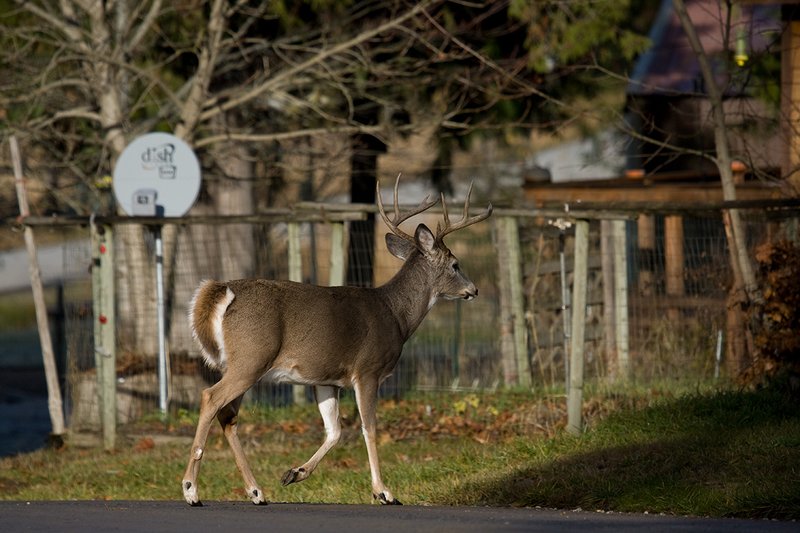 TC-Urban Whitetails-D01085-00064.jpg :: 9PT Whitetail Buck crossing street/road in urban area