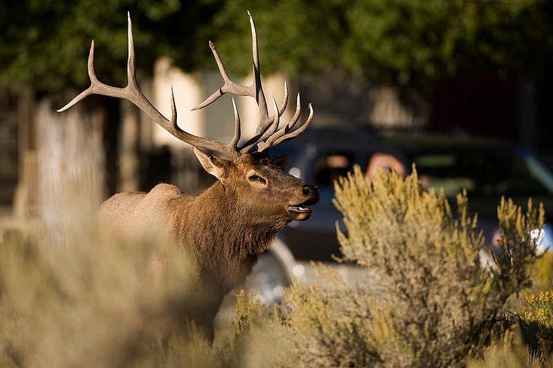 TC-Urban Wildlife-D00815-00035.jpg :: 6x6 Bull Elk  standing in tall sagebrush with buildings of homes and a car load of people watching the bull in the backgroun