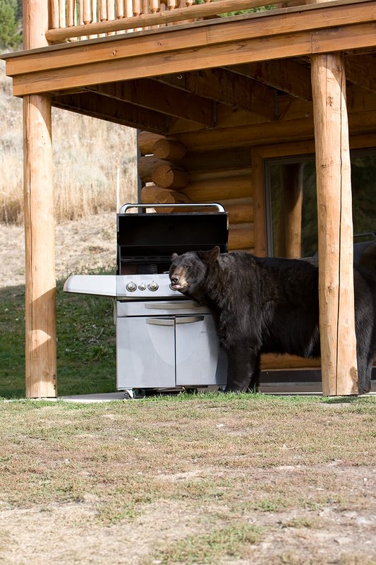 TC-Urban Wildlife-D00815-00055.jpg :: Large Boar Black Bear investigating open Barbaque on front porch of Log Home