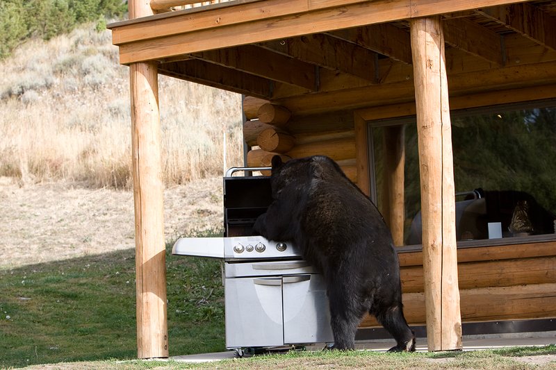 TC-Urban Wildlife-D00815-00064.jpg :: Large Boar Black Bear investigating open Barbaque on front porch of Log Home