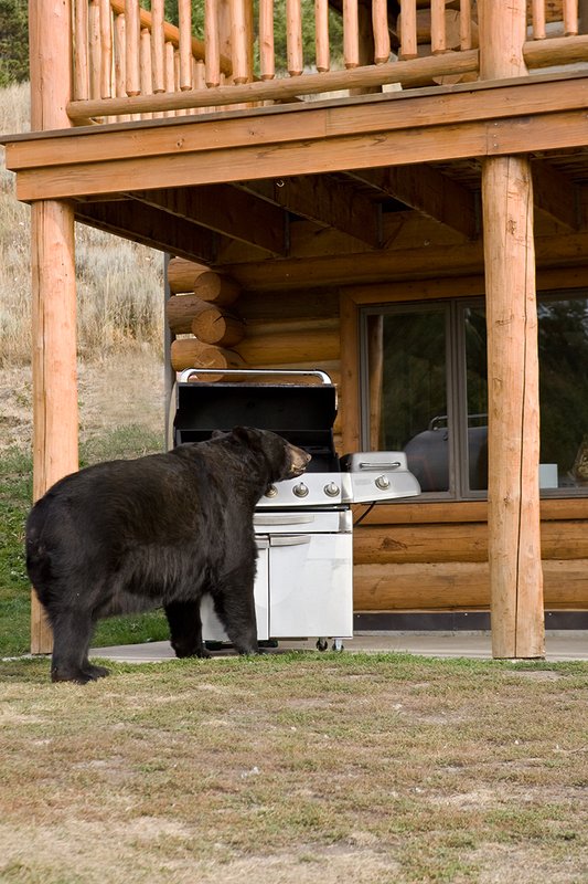 TC-Urban Wildlife-D00815-00075.jpg :: Large Boar Black Bear investigating open Barbaque on front porch of Log Home