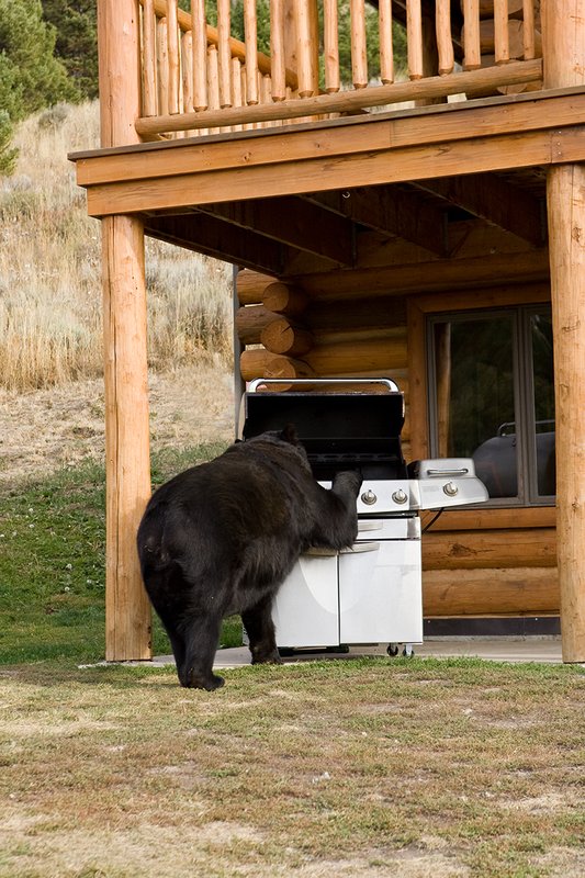 TC-Urban Wildlife-D00815-00079.jpg :: Large Boar Black Bear investigating open Barbaque on front porch of Log Home