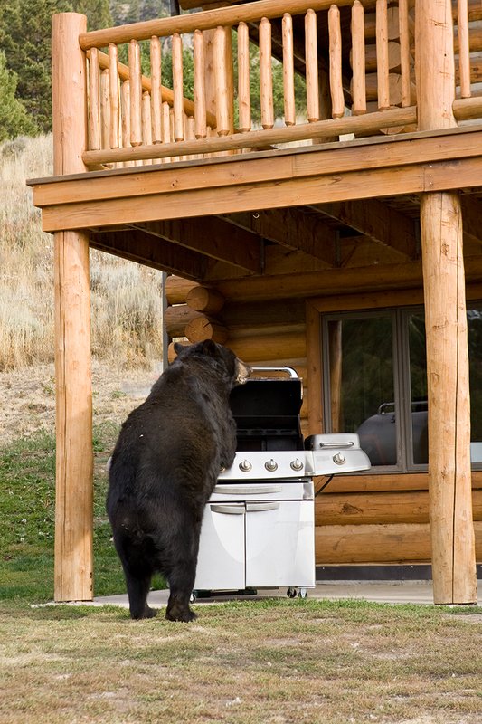 TC-Urban Wildlife-D00815-00080.jpg :: Large Boar Black Bear investigating open Barbaque on front porch of Log Home