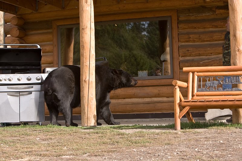 TC-Urban Wildlife-D00815-00082.jpg :: Large Boar Black Bear walking down side of log home on concrete pad