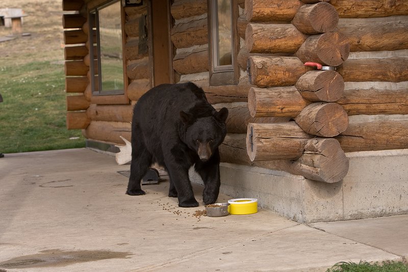 TC-Urban Wildlife-D00815-00086.jpg :: Large Boar Black Bear walking down side of log home on concrete pad toward bowl of dog food on concrete