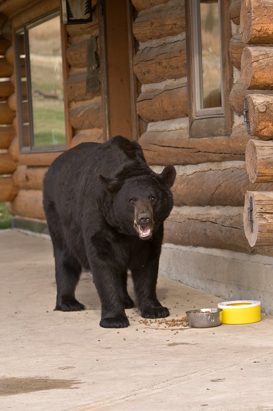 TC-Urban Wildlife-D00815-00088.jpg :: Large Boar Black Bear at front of log home on concrete pad investigating bowl of dog food on concrete