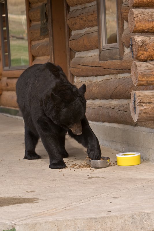 TC-Urban Wildlife-D00815-00091.jpg :: Large Boar Black Bear at front of log home on concrete pad investigating bowl of dog food on concrete