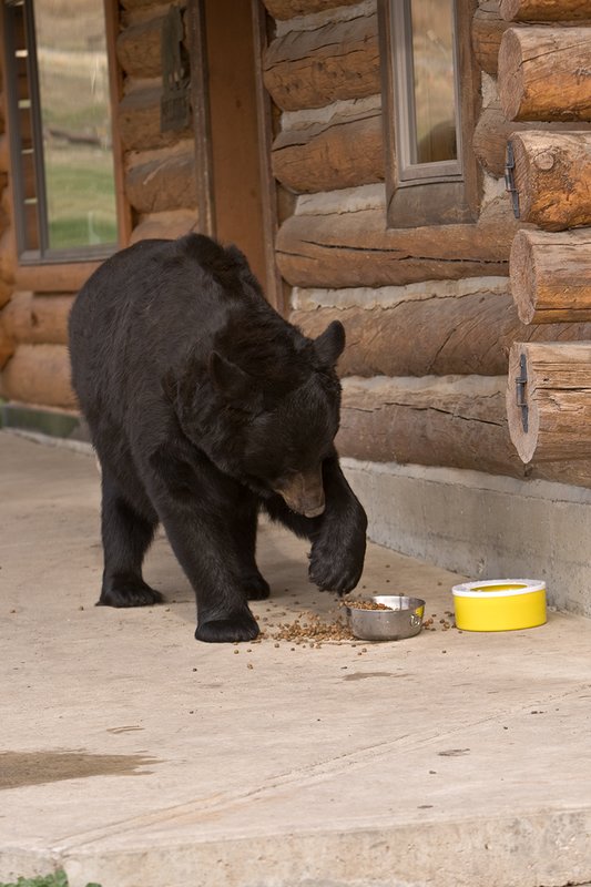 TC-Urban Wildlife-D00815-00093.jpg :: Large Boar Black Bear at front of log home on concrete pad investigating bowl of dog food on concrete