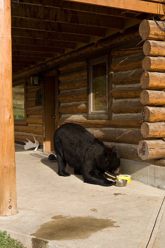 TC-Urban Wildlife-D00815-00099.jpg :: Large Boar Black Bear in front of log home lured by bowl of dog food on concrete pad which he's eating