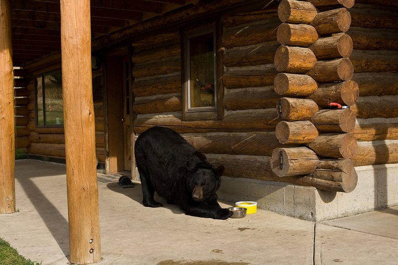TC-Urban Wildlife-D00815-00108.jpg :: Large Boar Black Bear in front of log home lured by bowl of dog food on concrete pad which he's eating