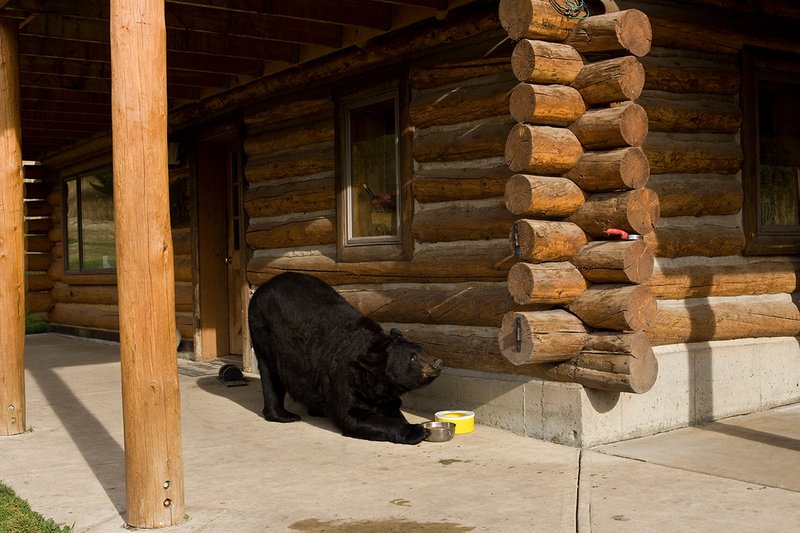 TC-Urban Wildlife-D00815-00114.jpg :: Large Boar Black Bear in front of log home lured by bowl of dog food on concrete pad which he's eating