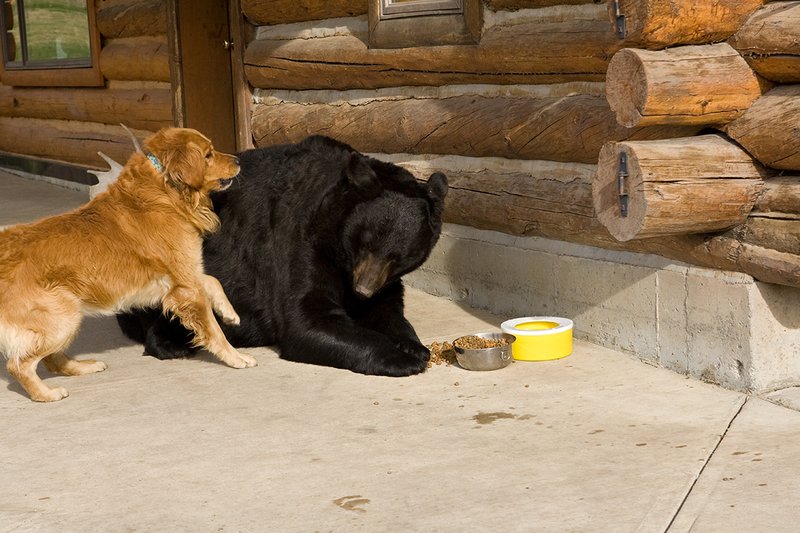 TC-Urban Wildlife-D00815-00124.jpg :: Large Boar Black Bear being confronted by golden retriever in front of log home where bear had been lured by bowl of dog food on the on concrete pad