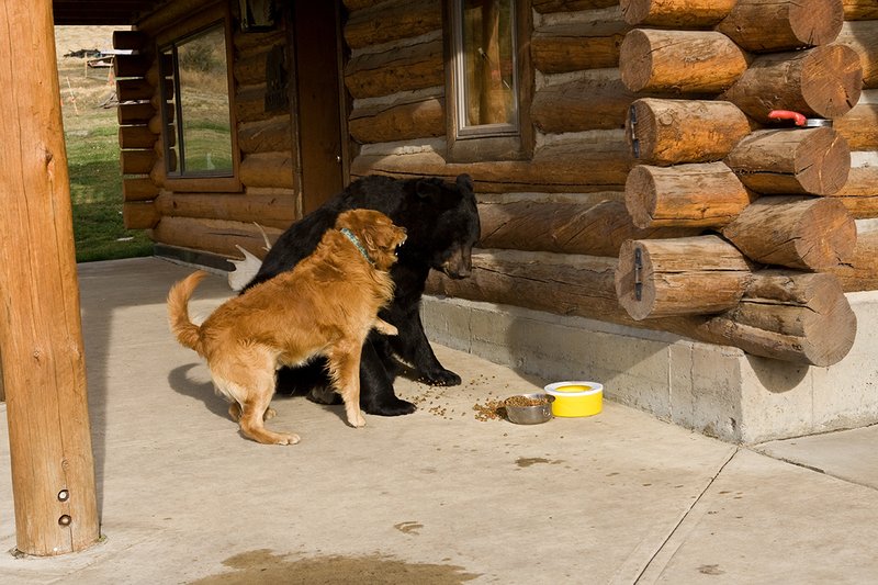 TC-Urban Wildlife-D00815-00126.jpg :: Large Boar Black Bear being confronted by golden retriever in front of log home where bear had been lured by bowl of dog food on the on concrete pad