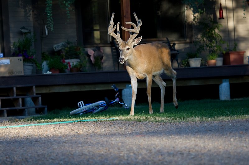 TC-Urban Wildlife-D00815-00128.jpg :: 11PT Trophy Class Nontypical Whitetail Buck walking in front the front porch of a home with bike laying on the front lawn