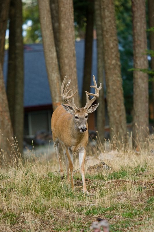 TC-Urban Wildlife-D00815-00132.jpg :: 11PT Trophy Class Nontypical Whitetail Buck walking up hill from the front of a house in open timber