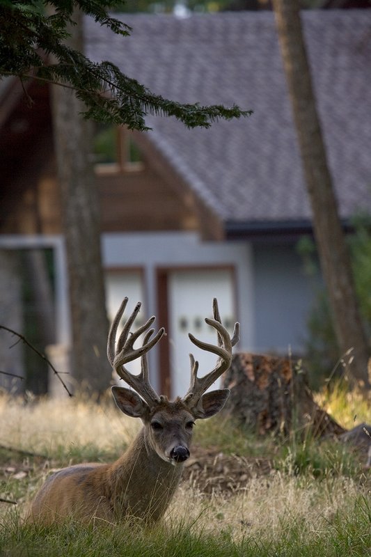 TC-Urban Wildlife-D00815-00135.jpg :: 11PT Trophy Class Nontypical Whitetail Buck bedded up hill from the front of a house in open timber