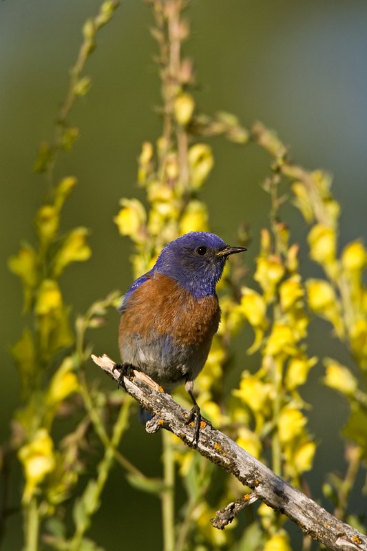 TC-Western Bluebird-D00071-00002.jpg :: Western Bluebird Male perched on a stick in a field of wildflowers in bloom