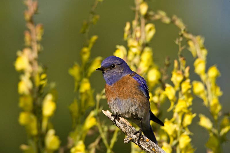 TC-Western Bluebird-D00071-00012.jpg :: Western Bluebird Male perched on a stick in a field of wildflowers in bloom