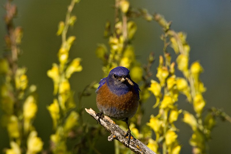 TC-Western Bluebird-D00071-00015.jpg :: Western Bluebird Male perched on a stick in a field of wildflowers in bloom