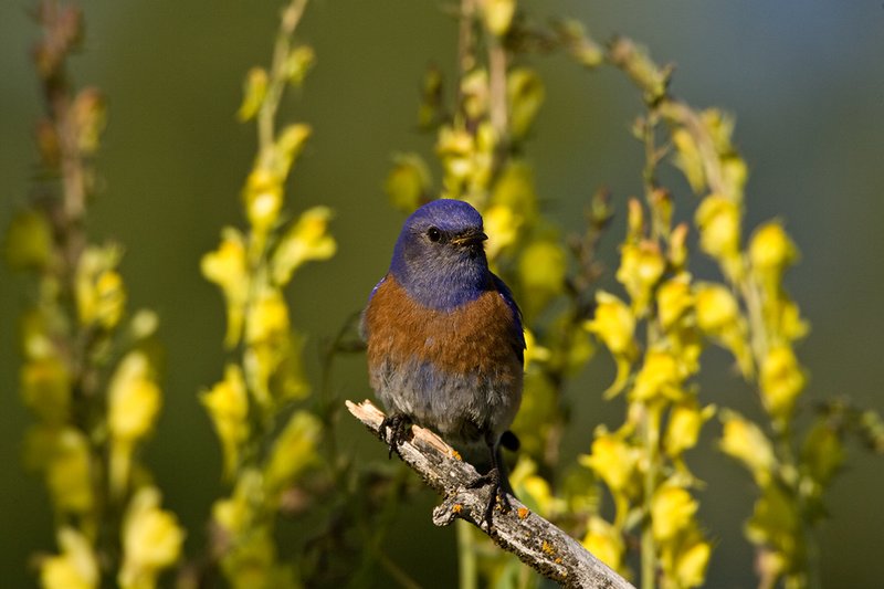TC-Western Bluebird-D00071-00019.jpg :: Western Bluebird Male perched on a stick in a field of wildflowers in bloom