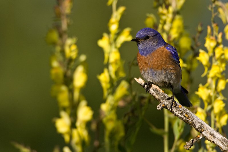 TC-Western Bluebird-D00071-00023.jpg :: Western Bluebird Male perched on a stick in a field of wildflowers in bloom