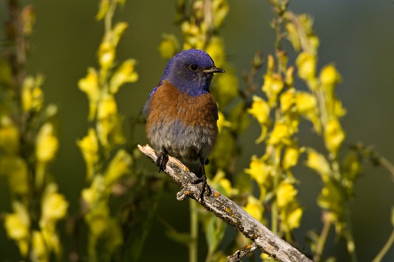 TC-Western Bluebird-D00071-00031.jpg :: Western Bluebird Male perched on a stick in a field of wildflowers in bloom