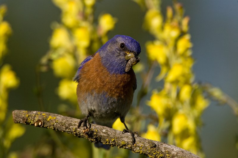 TC-Western Bluebird-D00071-00035.jpg :: Western Bluebird Male perched on a stick in a field of wildflowers in bloom