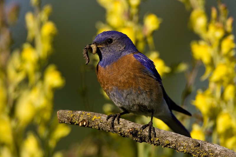 TC-Western Bluebird-D00071-00040.jpg :: Western Bluebird Male perched on a stick in a field of wildflowers in bloom