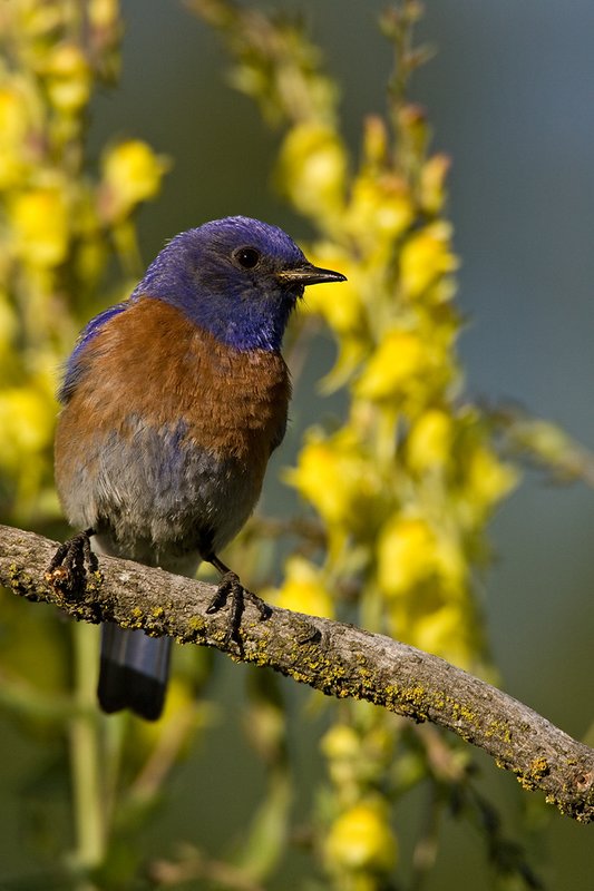 TC-Western Bluebird-D00071-00045.jpg :: Western Bluebird Male perched on a stick in a field of wildflowers in bloom
