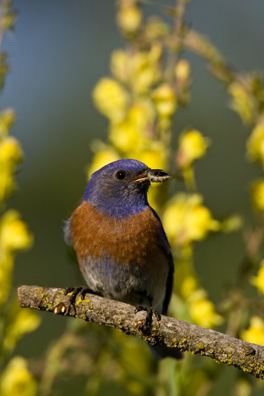 TC-Western Bluebird-D00071-00047.jpg :: Western Bluebird Male perched on a stick in a field of wildflowers in bloom