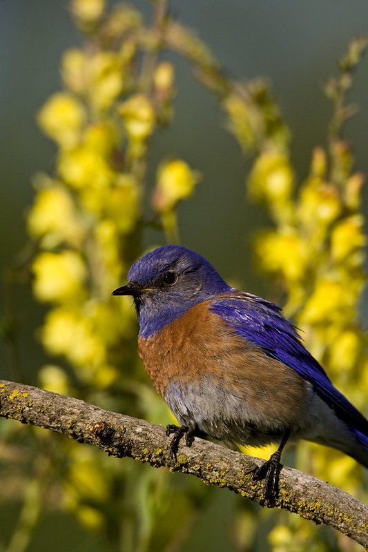 TC-Western Bluebird-D00071-00063.jpg :: Western Bluebird Male perched on a stick in a field of wildflowers in bloom