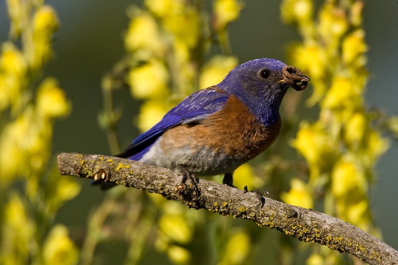 TC-Western Bluebird-D00071-00066.jpg :: Western Bluebird Male perched on a stick in a field of wildflowers in bloom