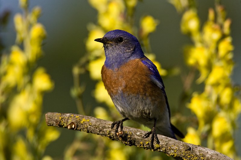 TC-Western Bluebird-D00071-00075.jpg :: Western Bluebird Male perched on a stick in a field of wildflowers in bloom